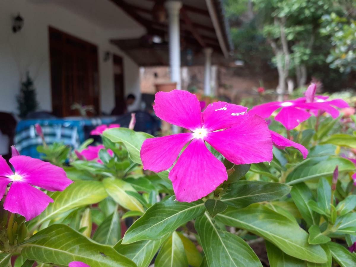 Secret Nest Homestay Ella Exterior foto